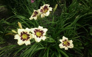 Hemerocallis hybrida DENIVKA – 'Moonlit Masquerade', P 13