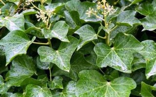 Hedera Helix 'Plattensee'