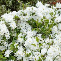 Exochorda x macrantha 'The Bride', v. 30–40