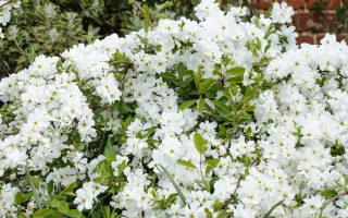 Exochorda x macrantha 'The Bride', v. 30–40