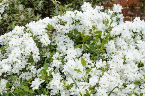 Exochorda x macrantha 'The Bride', v. 30–40 - Obrázek 1