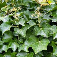 Hedera helix 'Hibernica'