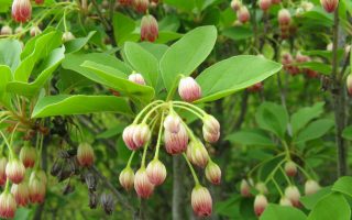 Enkianthus campanulatus