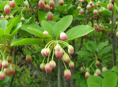 Enkianthus campanulatus - Obrázek 1