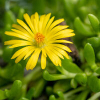 Delosperma nubigenum