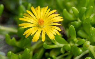 Delosperma nubigenum