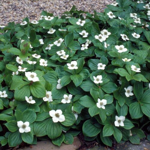 Cornus canadensis - Obrázek 1