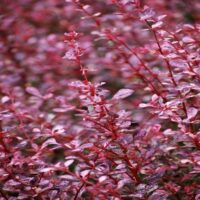 Berberis Thunbergii 'Red Lady', v. 15–20 cm