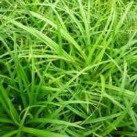 Carex morrowii 'Irish green'