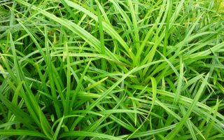 Carex morrowii 'Irish green'