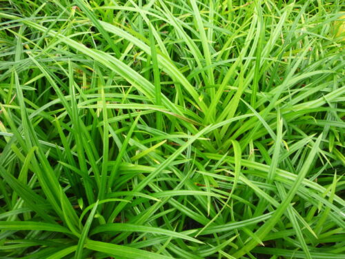 Carex morrowii 'Irish green' - Obrázek 1