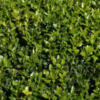 Buxus sempervirens