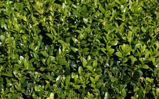 Buxus sempervirens