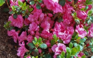 Azalea (J) 'Babuschka'® 20–30