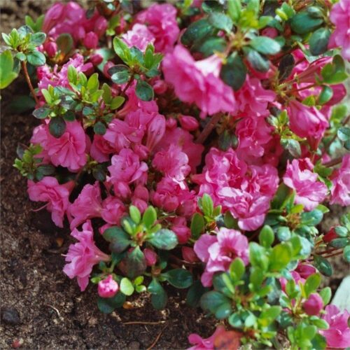 Azalea (J) 'Babuschka'® 20–30 - Obrázek 1