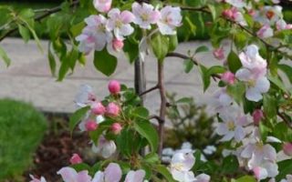 Malus 'Gorgeous' km80