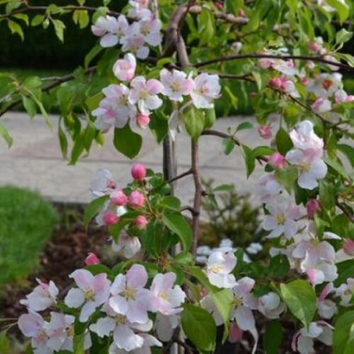 Malus 'Gorgeous' km80 - Obrázek 1