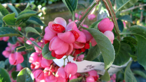 Euonymus phellomanus  km120 - Image 1