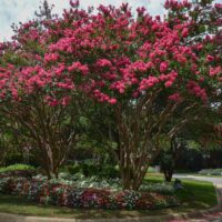 Lagerstroemia 'TUSKEGEE', 30–40 CM