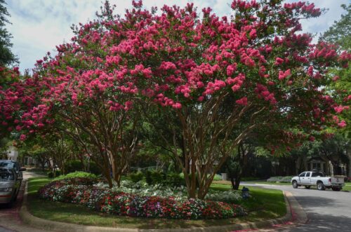 Lagerstroemia 'TUSKEGEE', 30–40 CM - Obrázek 1