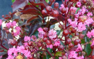 Lagerstroemia 'RHAPSODY IN PINK', 30–40 cm