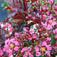 Lagerstroemia 'RHAPSODY IN PINK', 30–40 cm