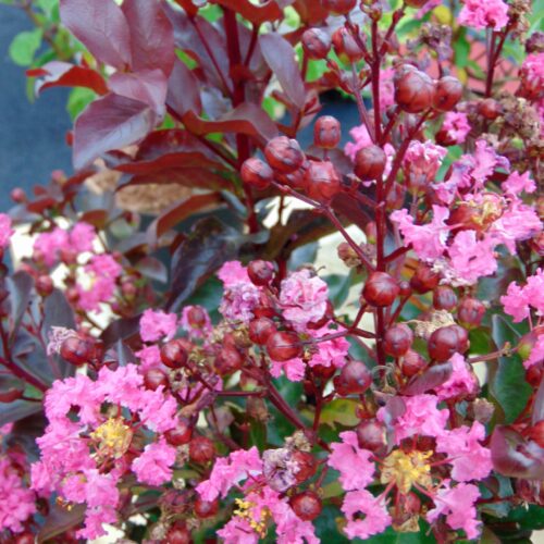 Lagerstroemia 'RHAPSODY IN PINK', 30–40 cm - Obrázek 1