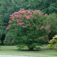 Lagerstroemia 'HOPI', 30–40 CM