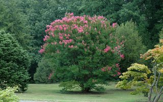 Lagerstroemia 'HOPI', 30–40 CM