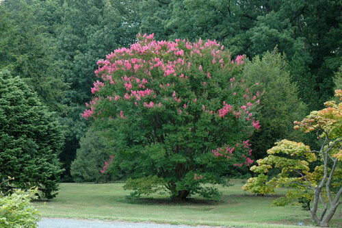 Lagerstroemia 'HOPI', 30–40 CM - Obrázek 1