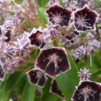 Kalmia lat. ´Mitternacht', 20–25 cm