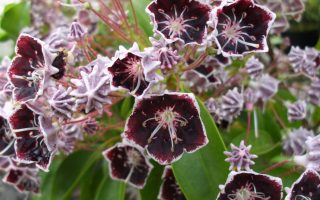 Kalmia lat. ´Mitternacht', 20–25 cm