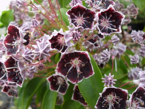 Kalmia lat. ´Mitternacht', 20–25 cm - Obrázek 1