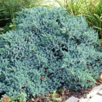 Juniperus squamata 'Blue Star'