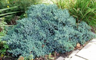 Juniperus squamata 'Blue Star'