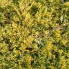 Juniperus horizontalis 'Golden Carpet' - Kontejner 2 l, v. 15-20 cm