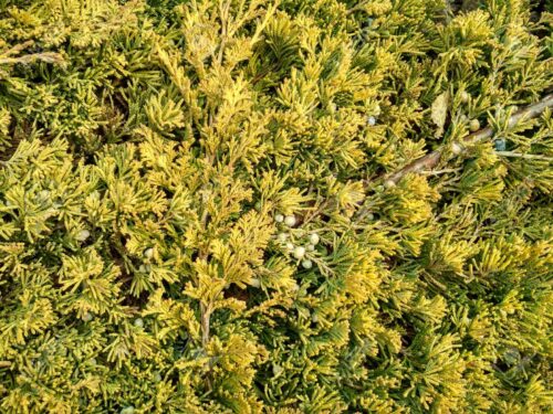 Juniperus horizontalis 'Golden Carpet' - Image 1