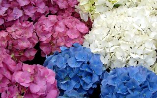 Hydrangea mix
