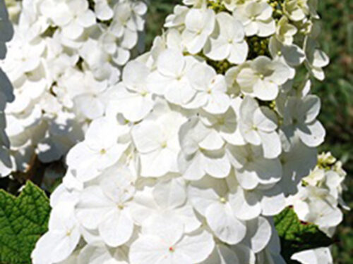 Hydrangea querc. 'Queen or Hearts'© 30–40 cm, v. 1–2 M - Obrázek 1
