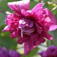 Clematis viticella 'Purpp. Pl. Elegans', 40 cm