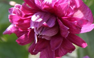 Clematis viticella 'Purpp. Pl. Elegans', 40 cm