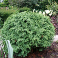 Chamaecyparis l. 'Globosa' 30–40 CM