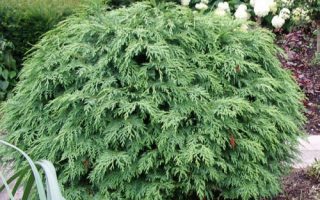 Chamaecyparis l. 'Globosa' 30–40 CM