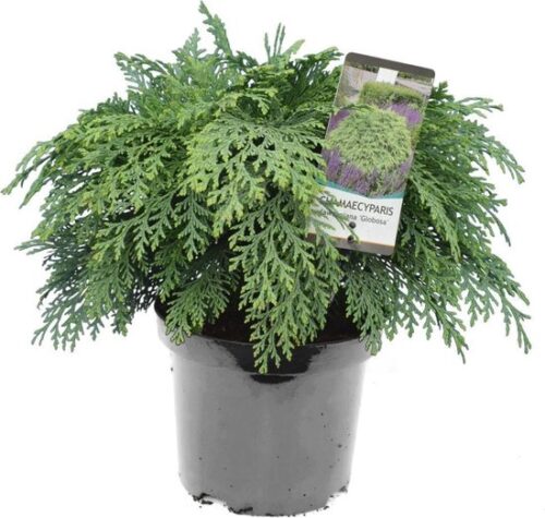 Chamaecyparis l. 'Globosa' 30–40 CM - Image 2