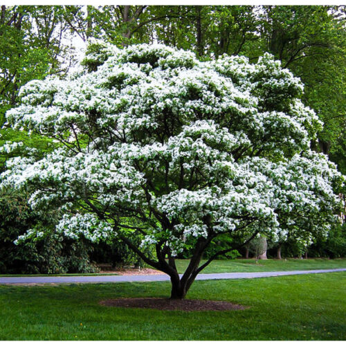 Halesia carolina - Obrázek 1