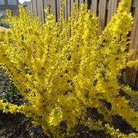 Forsythia 'Goldrausch'