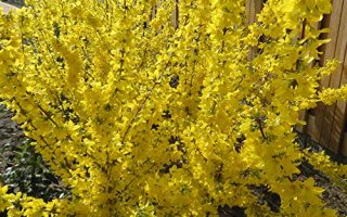 Forsythia 'Goldrausch'