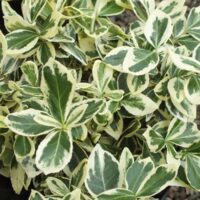 Euonymus fortunei 'Silver Queen'100KM