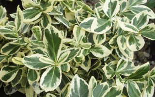 Euonymus fortunei 'Silver Queen'100KM