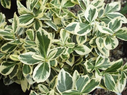 Euonymus fortunei 'Silver Queen'100KM - Obrázek 1